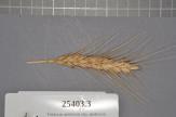 Click for 1 image(s) for this accession. Spike
